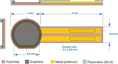 Novel Graphene Electrode for Retinal Implants: An in vivo Biocompatibility Study